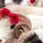 2025 Kurban Hizmetleri Tebliği yayımlandı