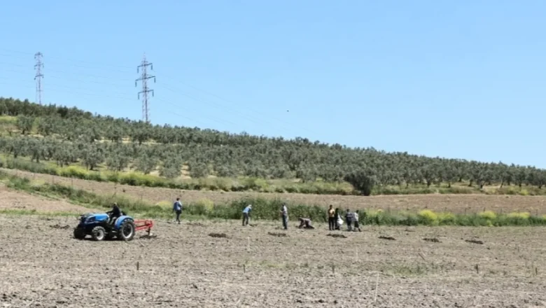 Bursa Nilüfer’den Konaklı’ya 800 zeytin fidanı